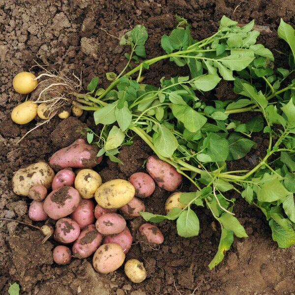 Non GMO Potato Seeds