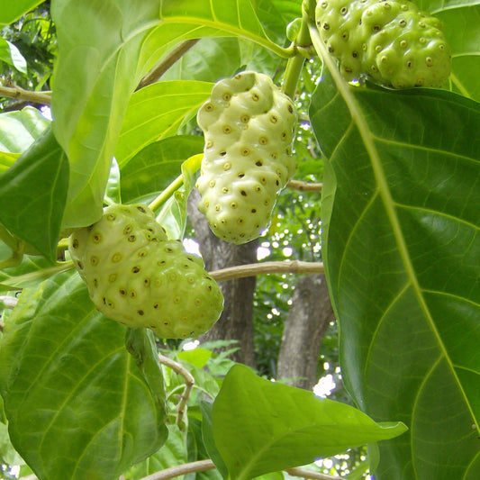 Noni Seeds