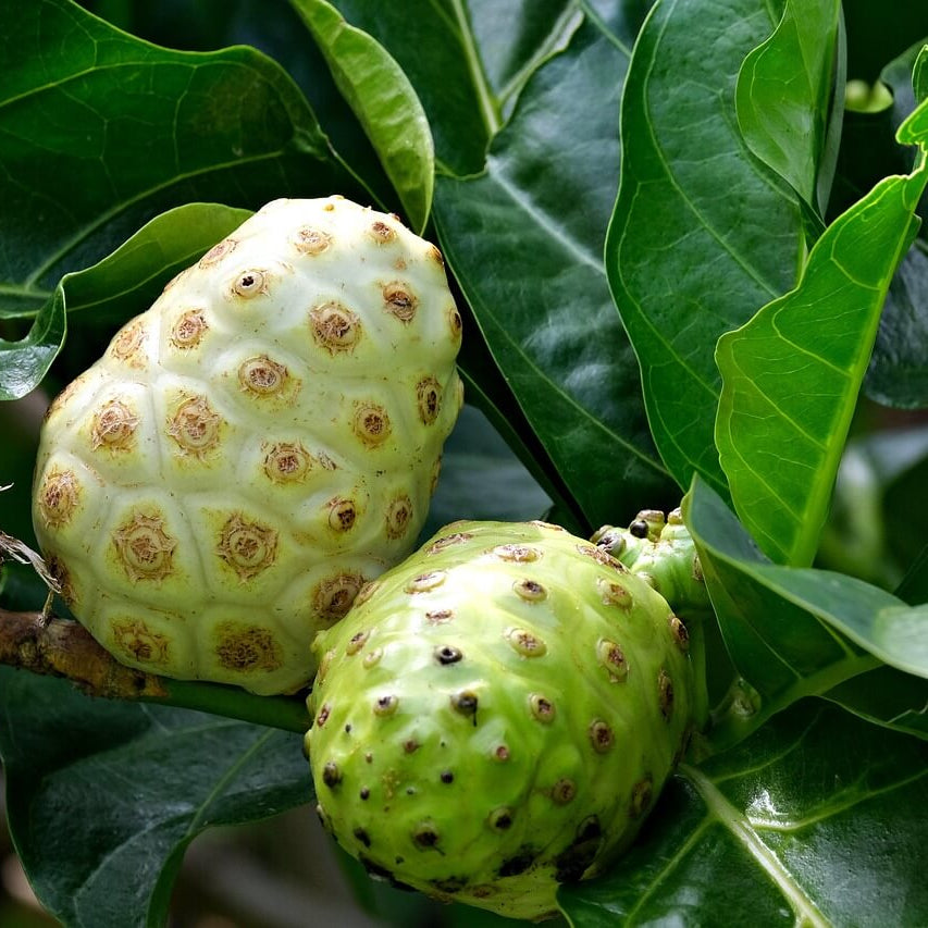 Noni Seeds