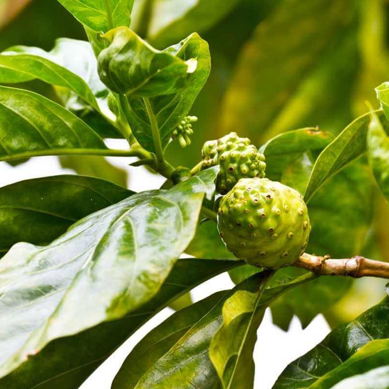 Noni Seeds