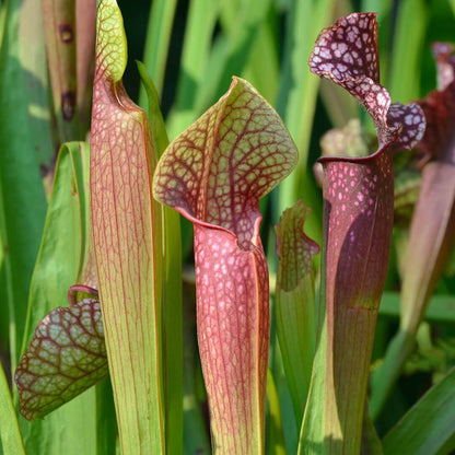 North American Pitcher Plant Seeds