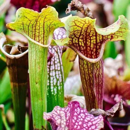 North American Pitcher Plant Seeds