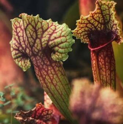 North American Pitcher Plant Seeds