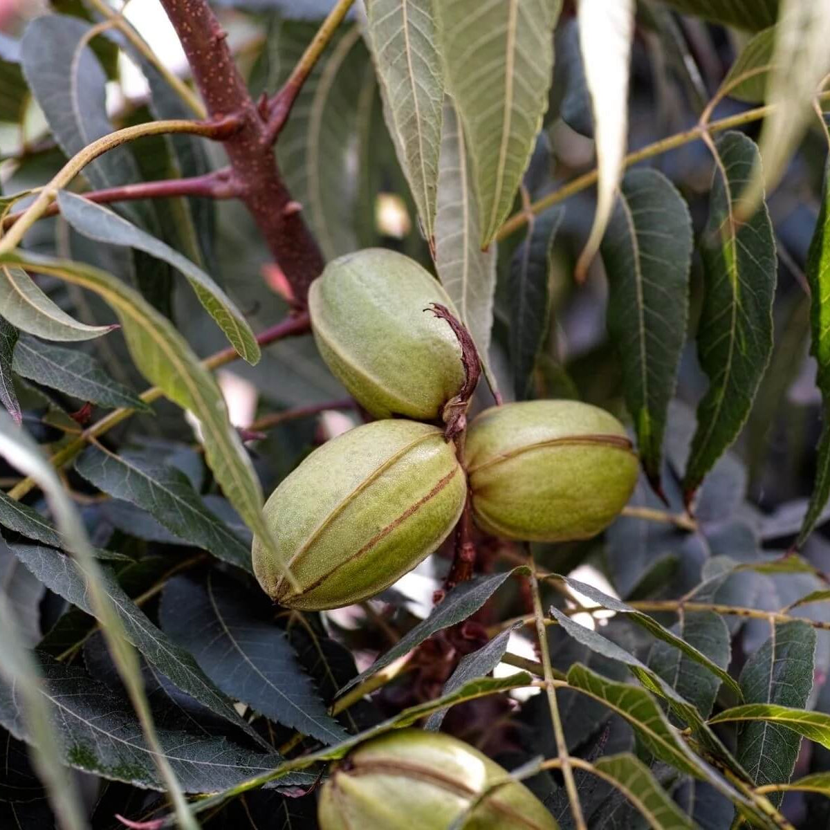 Northern Pecan Seeds 