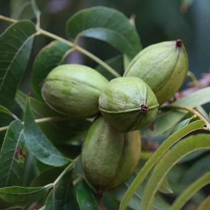 Northern Pecan Seeds 