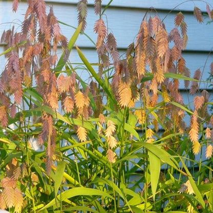Northern Sea Oats Seeds - Ornamental Grass Seeds for Home Gardens