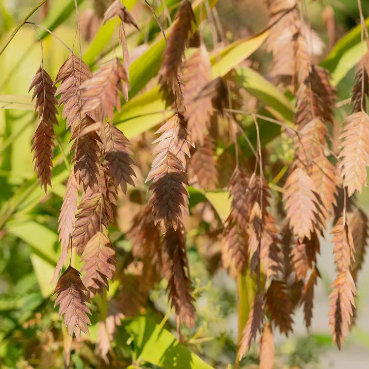 Northern Sea Oats Seeds - Ornamental Grass Seeds for Home Gardens