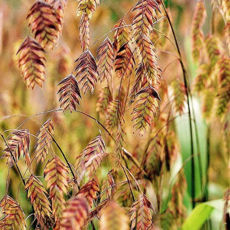 Northern Sea Oats Seeds - Ornamental Grass Seeds for Home Gardens