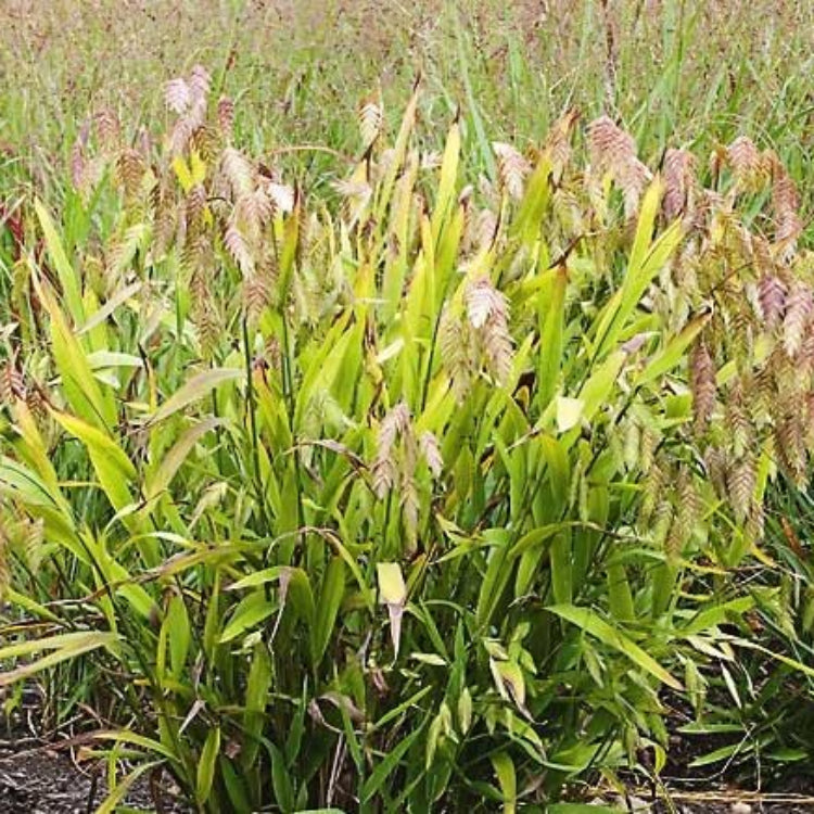 Northern Sea Oats Seeds - Ornamental Grass Seeds for Home Gardens