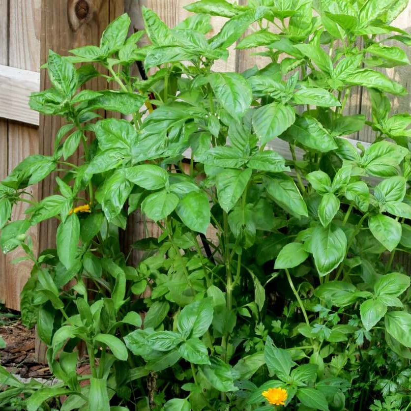 Nufar Basil Seeds - Herbal Plant 