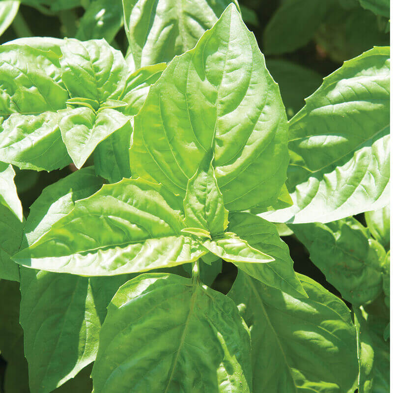Nufar Basil Seeds - Herbal Plant 