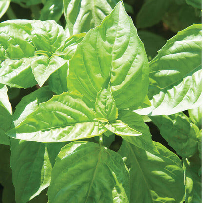 Nufar Basil Seeds - Herbal Plant 