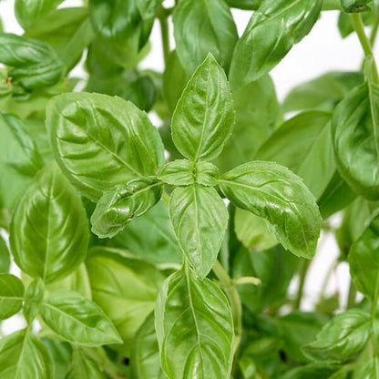 Nufar Basil Seeds - Herbal Plant 