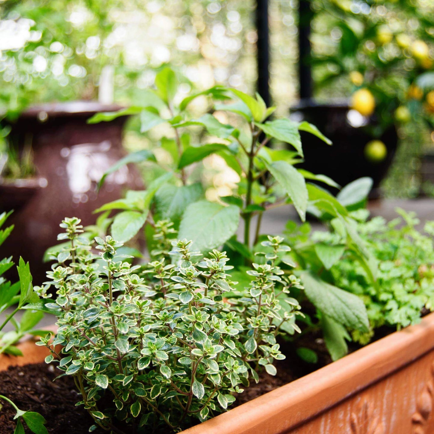 Nufar Basil Seeds - Herbal Plant 