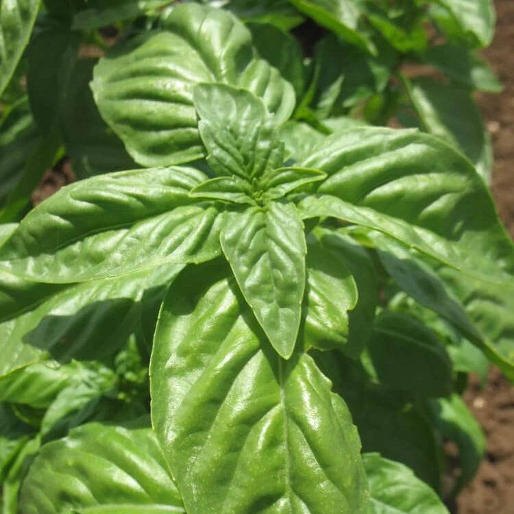 Nufar Basil Seeds - Herbal Plant 