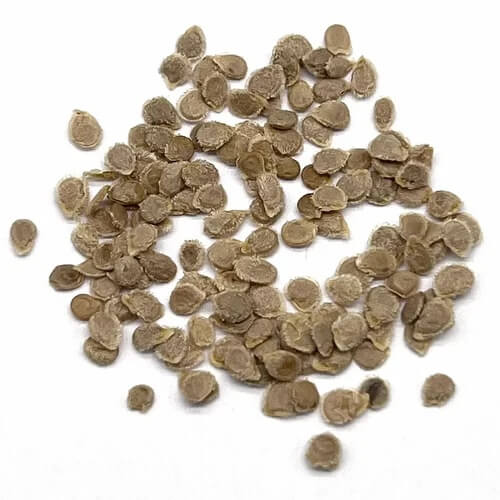 Nut Brown Tomato Seeds