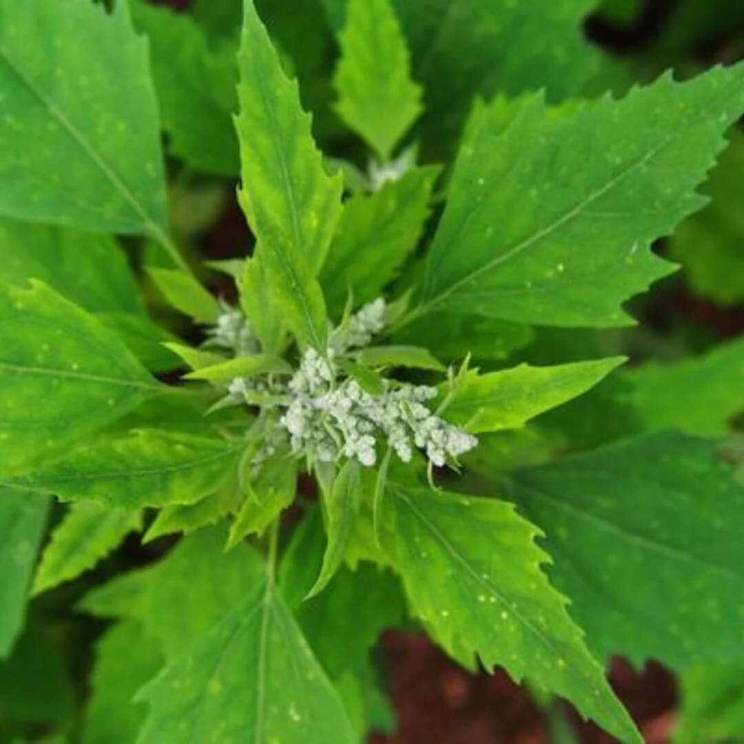 Nutritious Green Bathua Seeds 