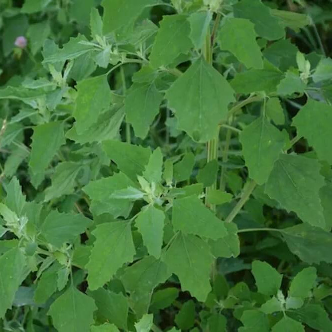 Nutritious Green Bathua Seeds 