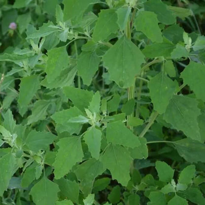 Nutritious Green Bathua Seeds 