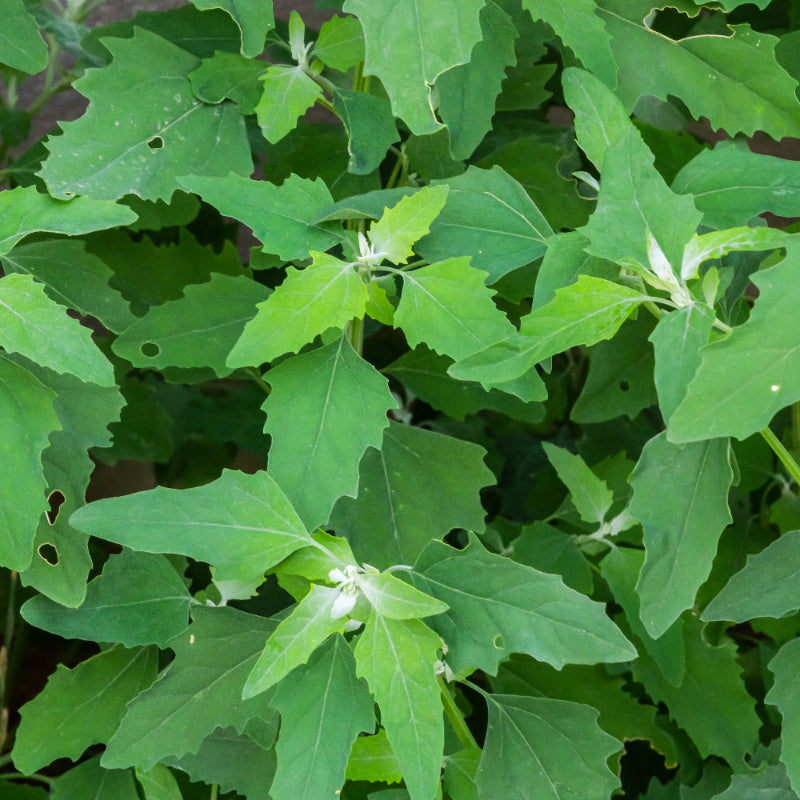Nutritious Green Bathua Seeds 