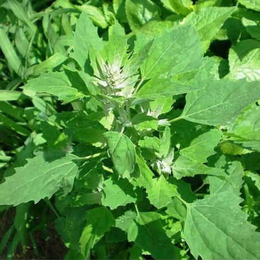 Nutritious Green Bathua Seeds 