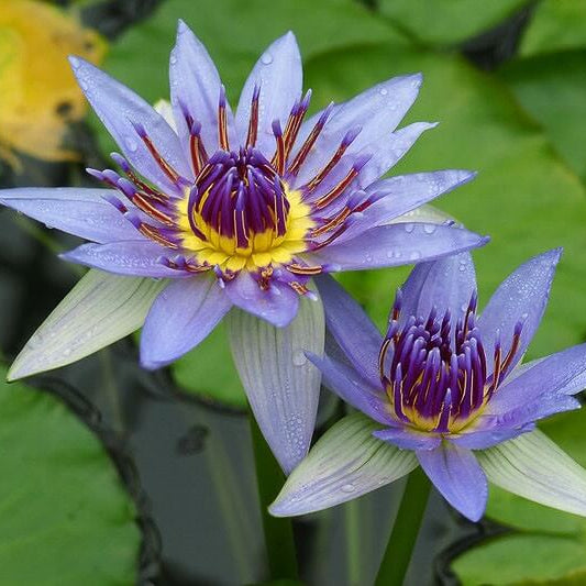 Nymphaea caerulea Blue Lotus Seeds