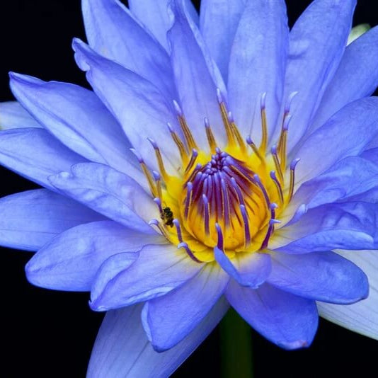 Nymphaea caerulea Blue Lotus Seeds