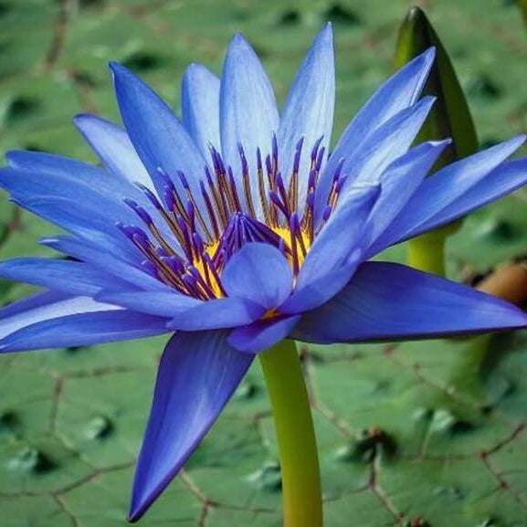 Nymphaea caerulea Blue Lotus Seeds