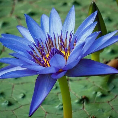 Nymphaea caerulea Blue Lotus Seeds