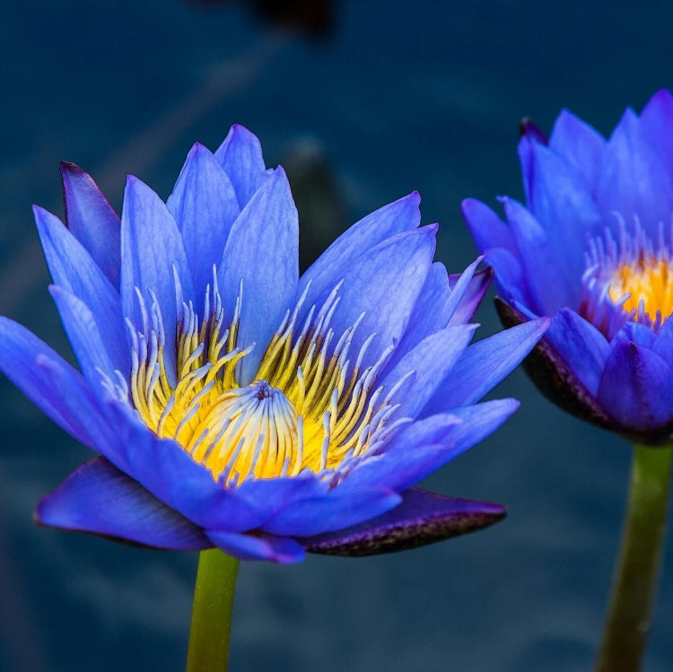 Nymphaea caerulea Blue Lotus Seeds
