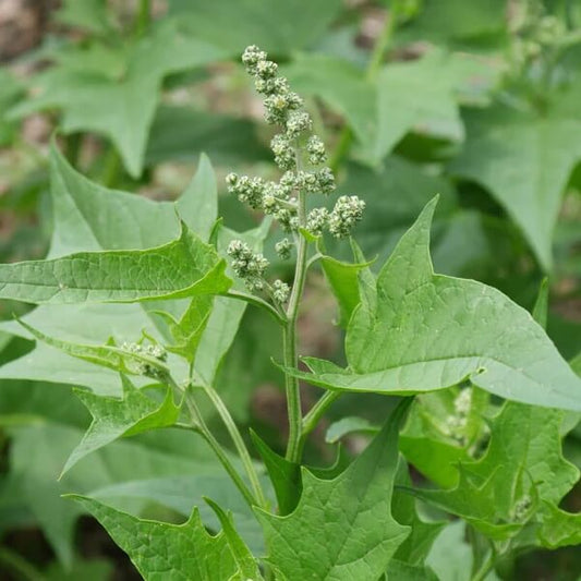 Oak-Leaved Goosefoot Seeds 