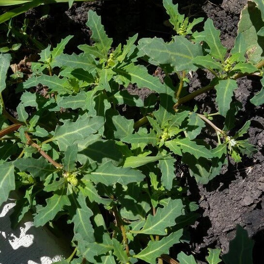 Oak-Leaved Goosefoot Seeds 