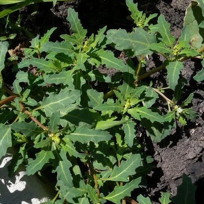 Oak-Leaved Goosefoot Seeds 