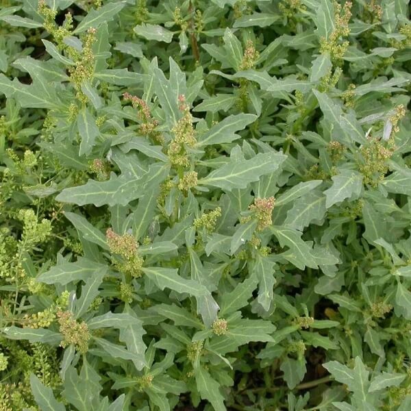 Oak-Leaved Goosefoot Seeds 