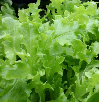 Oak Leaf Lettuce seeds - Vegetable Plant