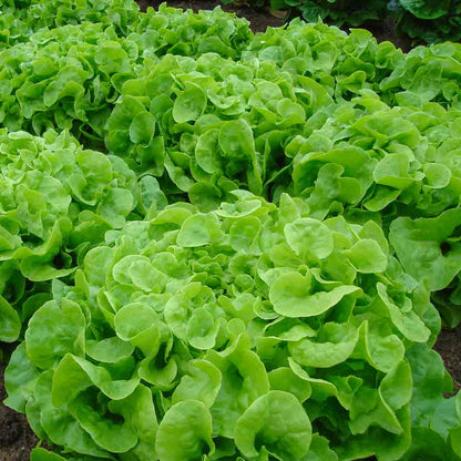 Oak Leaf Lettuce seeds - Vegetable Plant