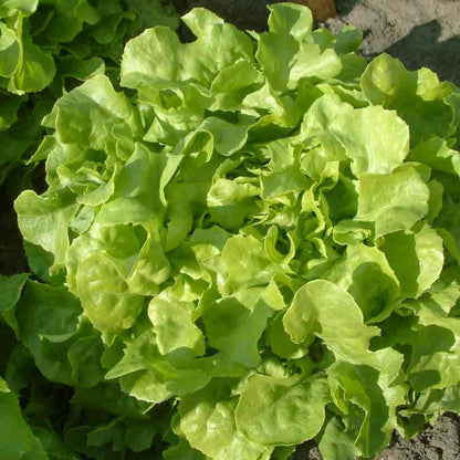 Oak Leaf Lettuce seeds - Vegetable Plant
