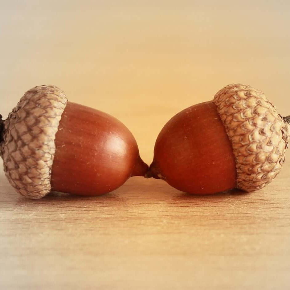 Oak Tree Acorn Seeds 