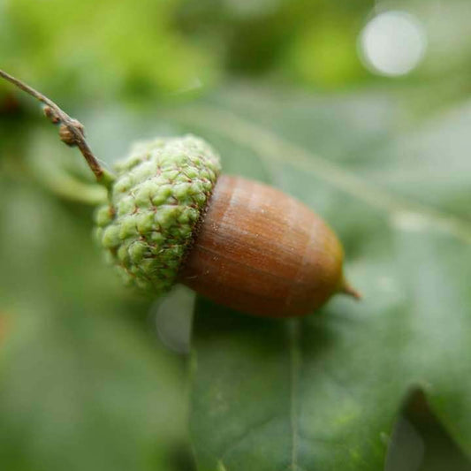 Oak Tree Acorn Seeds 