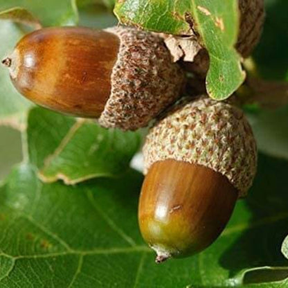 Oak Tree Acorn Seeds 