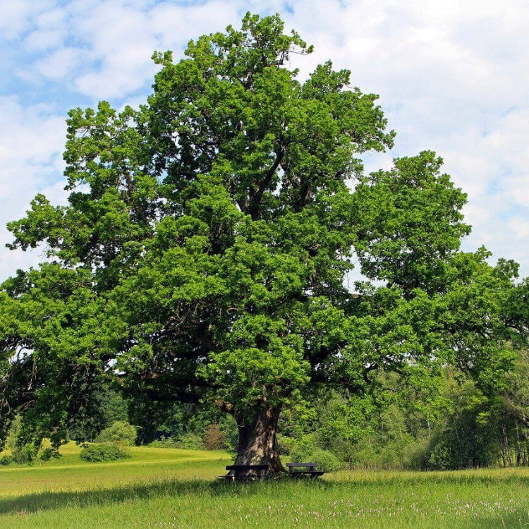 Oak Tree Seeds