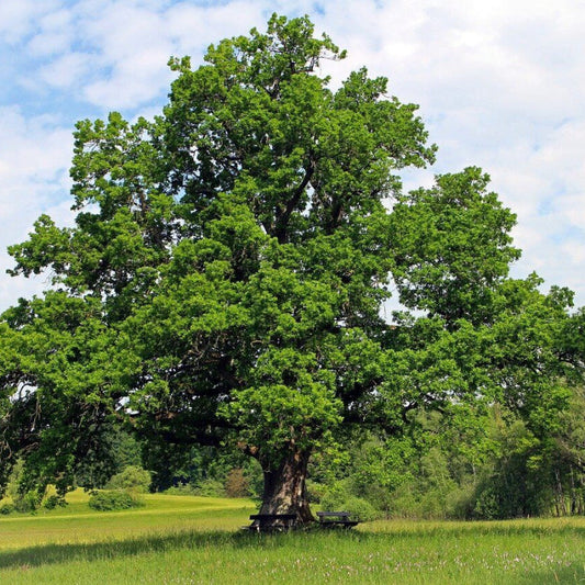 Oak Tree Seeds