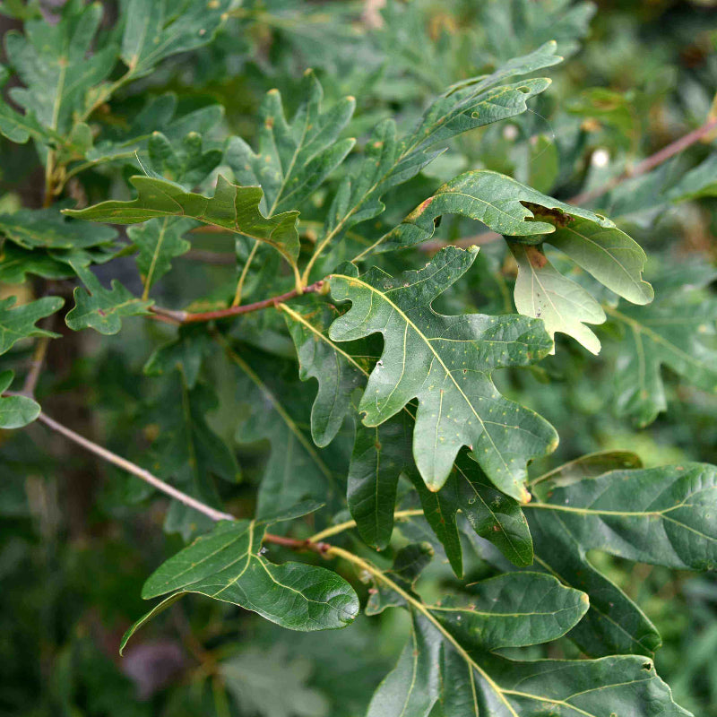 Oak Tree Seeds