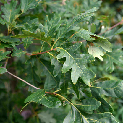 Oak Tree Seeds