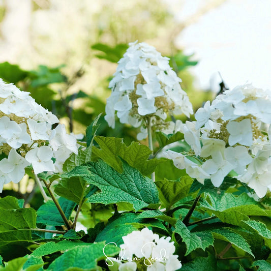 Oakleaf Hydrangea Seeds - Flower Plant