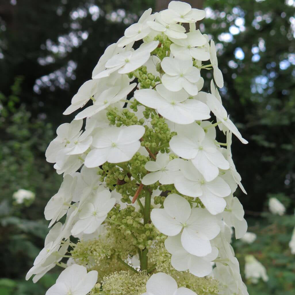 Oakleaf Hydrangea Seeds - Flower Plant