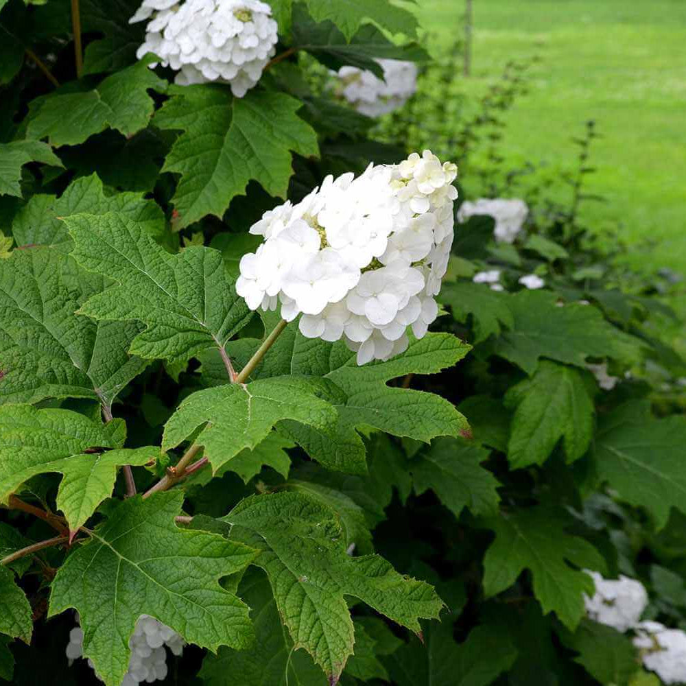 Oakleaf Hydrangea Seeds - Flower Plant