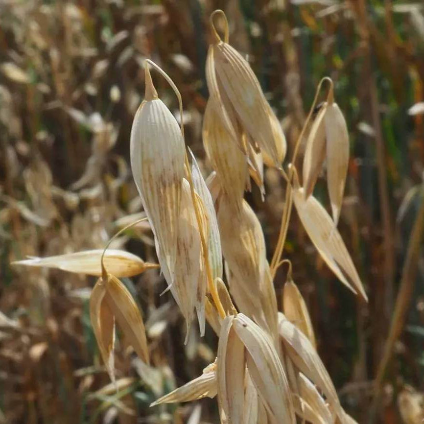 Oat Seeds - Grain Plant Seeds for Home Gardens