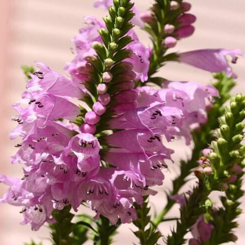 Obedient Plant Seeds - Flower Plant