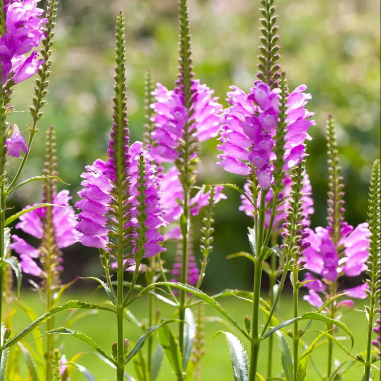 Obedient Plant Seeds - Flower Plant